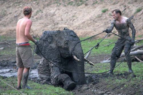 Safari Guides in Zimbabwe Attempt to Save Elephant in Quagmire