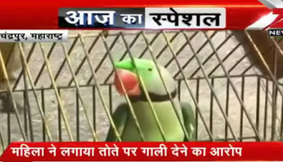 Parrot arrested in Pakistan for insulting a Grandma