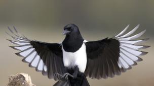 Why does Magpie steal shiny objects to decorate its nest