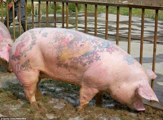 Tattoo on a pig? Does it increase the value? Yeah!