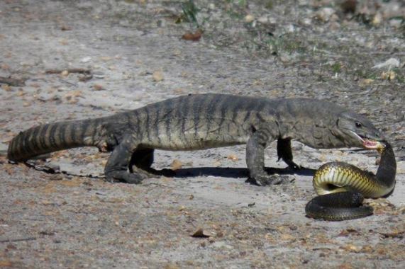 Monitor Lizard kills a Tiger  Snake after a deadly fight