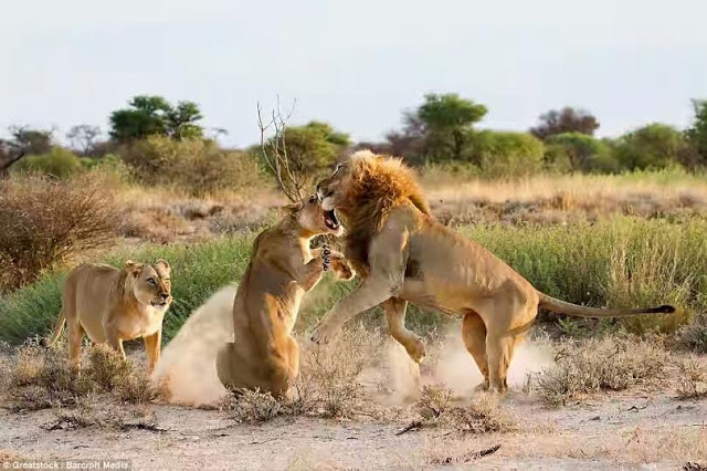 Just imagine what a jealous lion can do