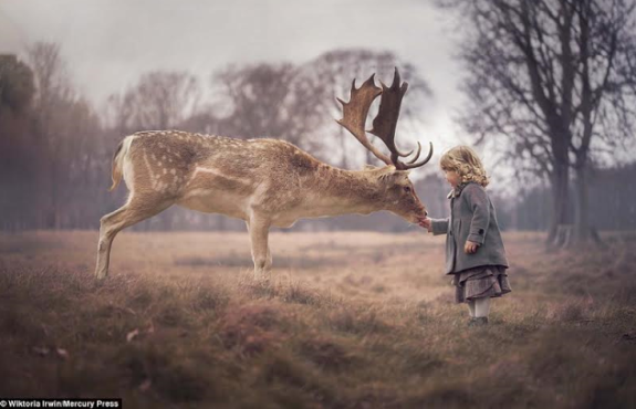 Toddler Feeds Big Deer From Her Hand in Phoenix Park