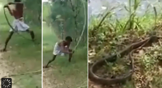 Dad kills cobra with barehands