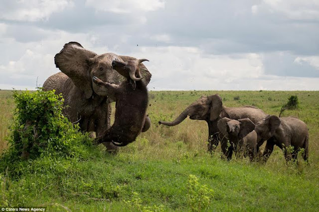 Elephant vs Buffalo - No Grass Suffered Here