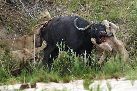 Poor Buffalo! Wicked Lion!!