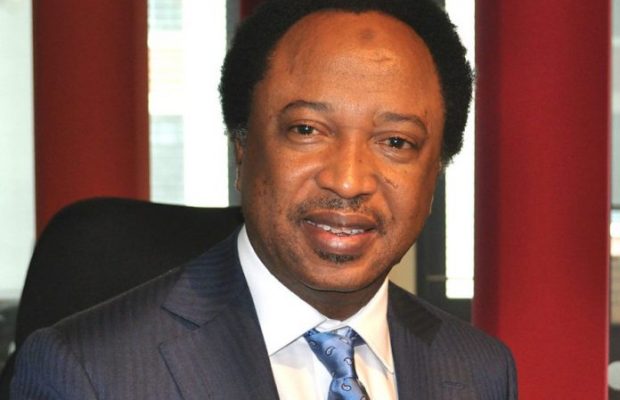 Dogs Are Better Treated Than Nigerian Workers  -  Shehu Sani