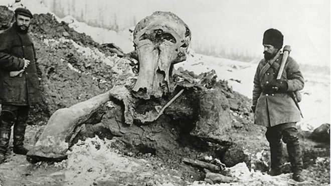DNA Clues Shows Reason Why Woolly Mammoth Completely Went Into Extinct - Photos