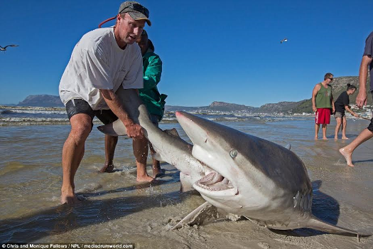 Fishermen accidentally caught a shark - then drags it back into sea