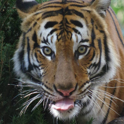 Shocking! Tiger Kills Female Zookeeper