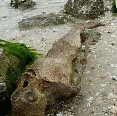 Photo of a dead and ugly mermaid found at sea side