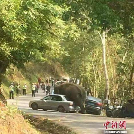 Elephant attacks cars in  in Yunnan Province China