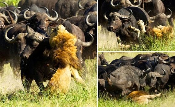 Hunter Hunted! See moment lion was trampled to death by buffalo stampede