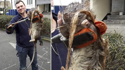 4ft long Rat found close to a playground