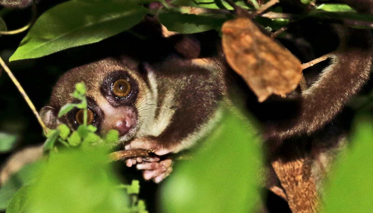 During hibernation, these lemurs defy cellular aging