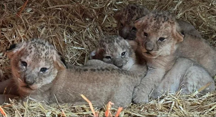 Zoo 'overjoyed' as lion cubs increase pride to 10