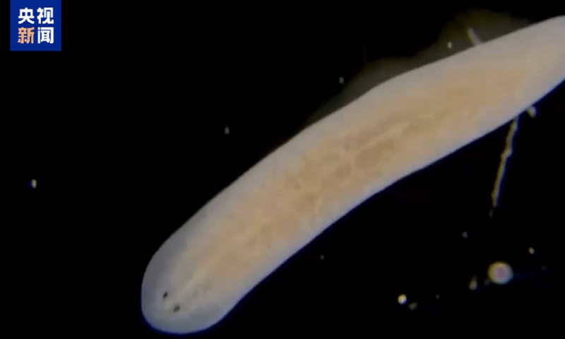 China to send regenerative flatworms to space station for scientific study